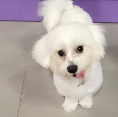 Negocio Tiendanimal
