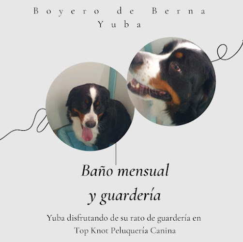 Negocio Top Knot Peluquería Canina