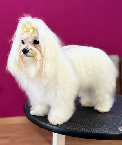 Negocio Torrelobato Peluquería Canina