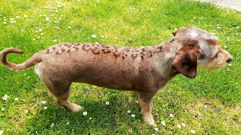 Negocio Traskilon Peluquería Canina Y Felina . Boutique Y Alimentación