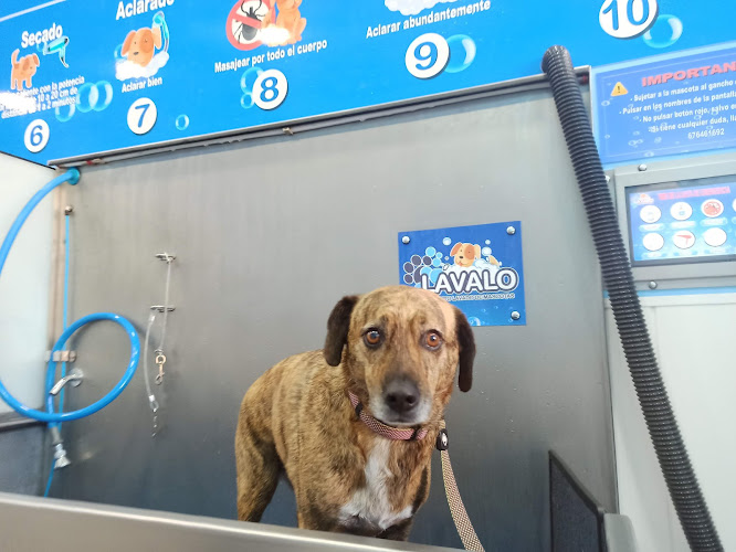 Negocio Tu Centro De Lavado Y Peluquería Canina Y Felina En Gijón