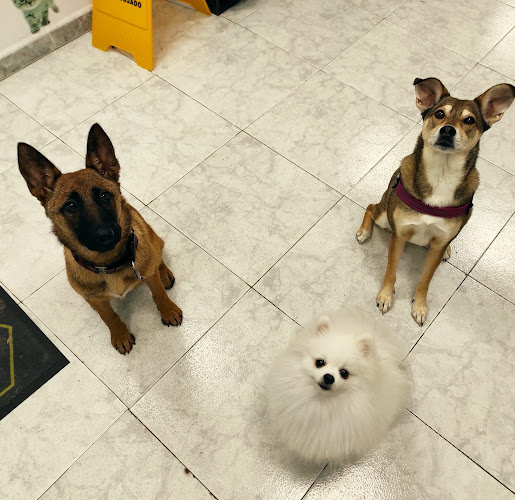 Negocio Tu Estilo Peluquería Canina & Felina