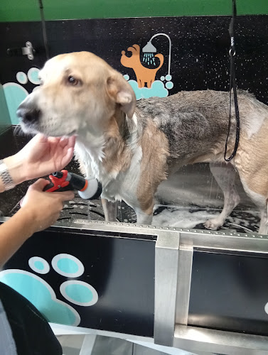 Negocio Txakur Clean