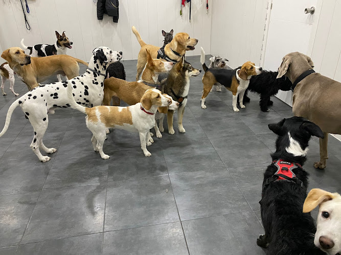 Updog Peluquería Y Guardería Canina