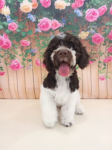 Negocio V&A Peluquería Canina