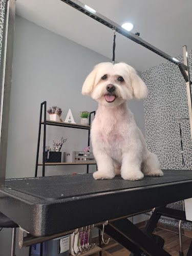 Negocio Valira, Peluquería Y Estética Canina Y Felina