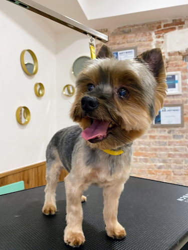 Negocio Vera -Peluquería Canina Y Felina-