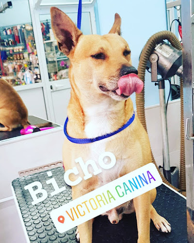 Negocio Victoria Canina