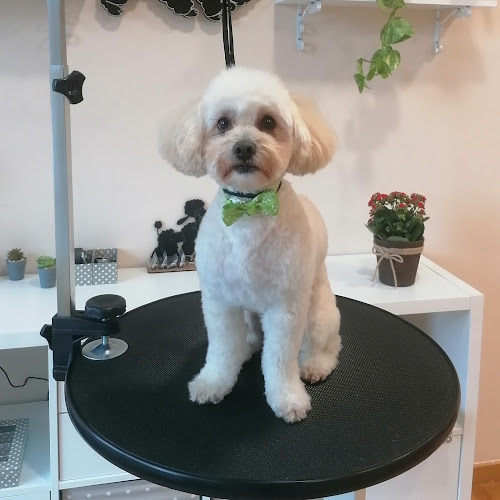 Negocio Villa Puppy Peluquería Canina & Spa