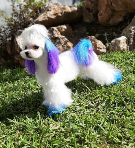 Negocio Villarcan Peluquería Canina