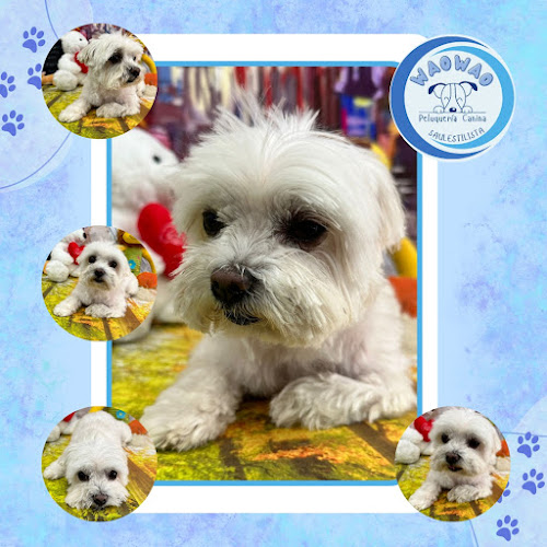 Negocio Waowao Peluquería Canina