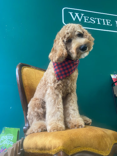 Westie Blvrd Barcelona Peluquería Canina