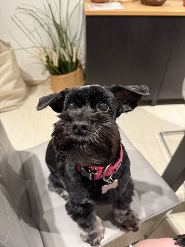 Negocio Woof Mascotas | Tienda Y Peluquería Canina