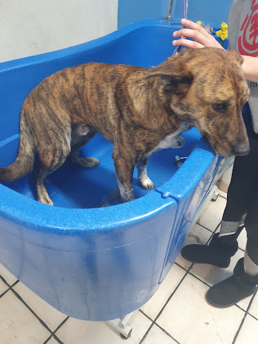 Negocio Yo Galgo Peluquería Canina