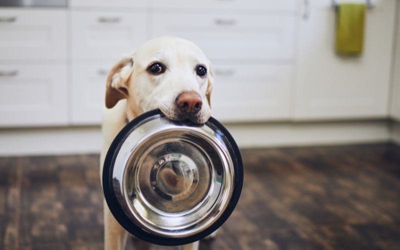 alimentos perros