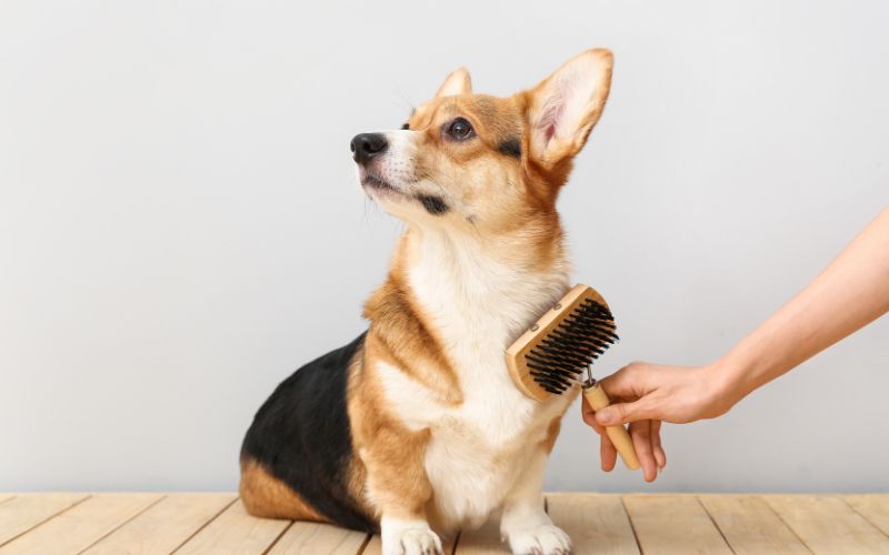 cepillado en perros