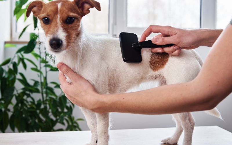 cepillado según raza perros