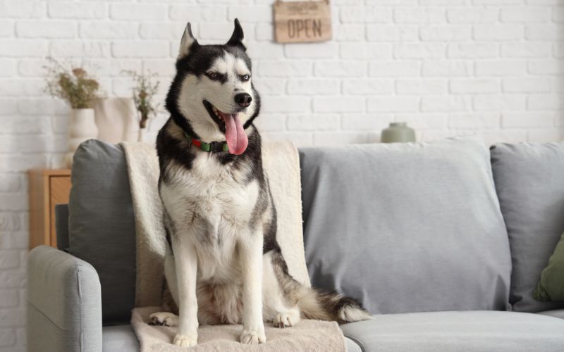 como tratar olor de perros en casa