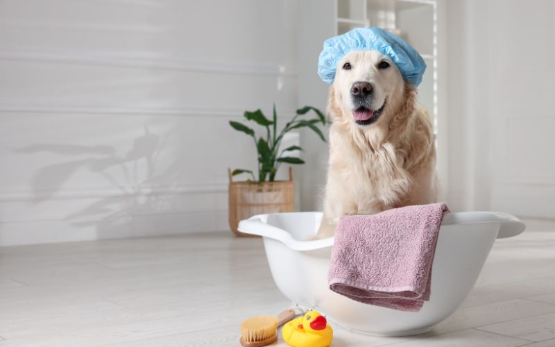 con qué frecuencia baño perro pelo largo