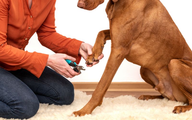 Hombre cortando uñas a su perro