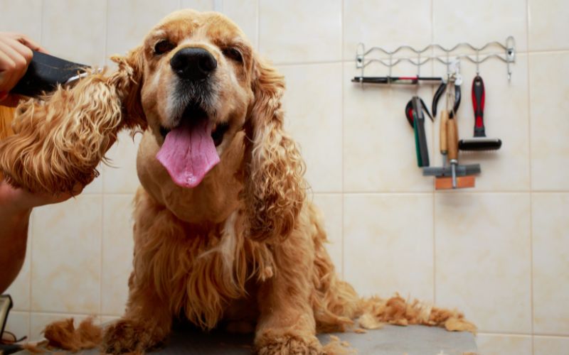 cuanto tiempo crece pelo de perro