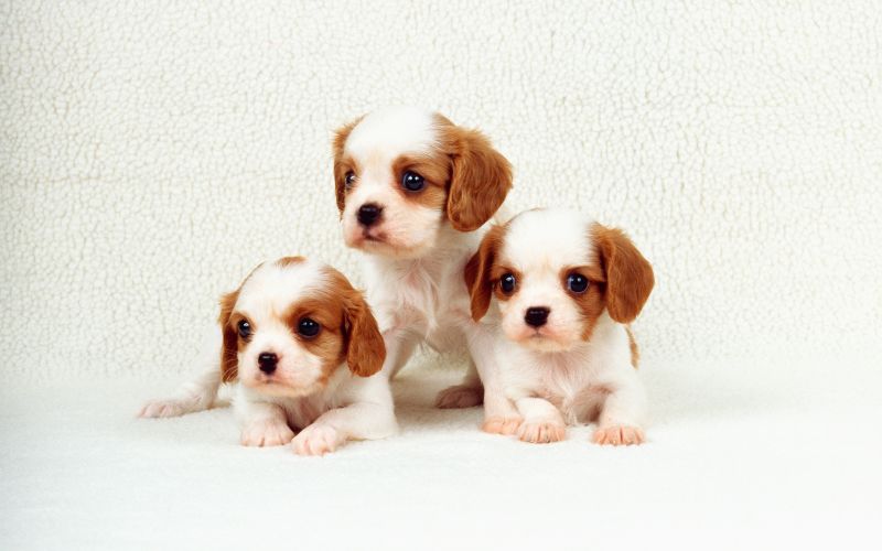 cuidados perros cachorros