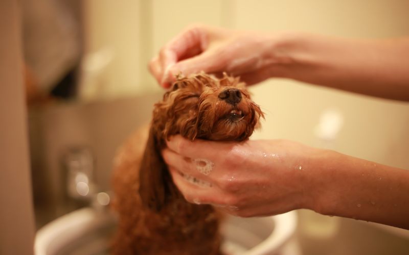 frecuencia baño pelo largo
