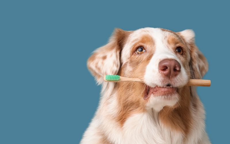 guia higiene dental de perros