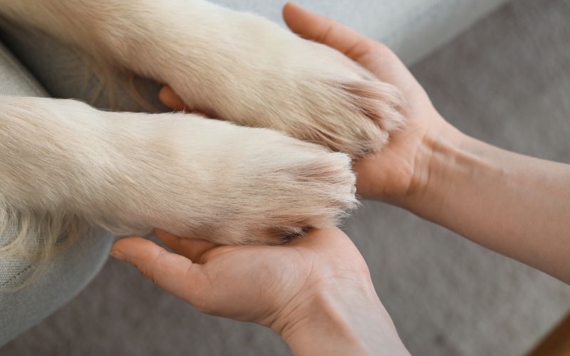limpiar patas de un perro