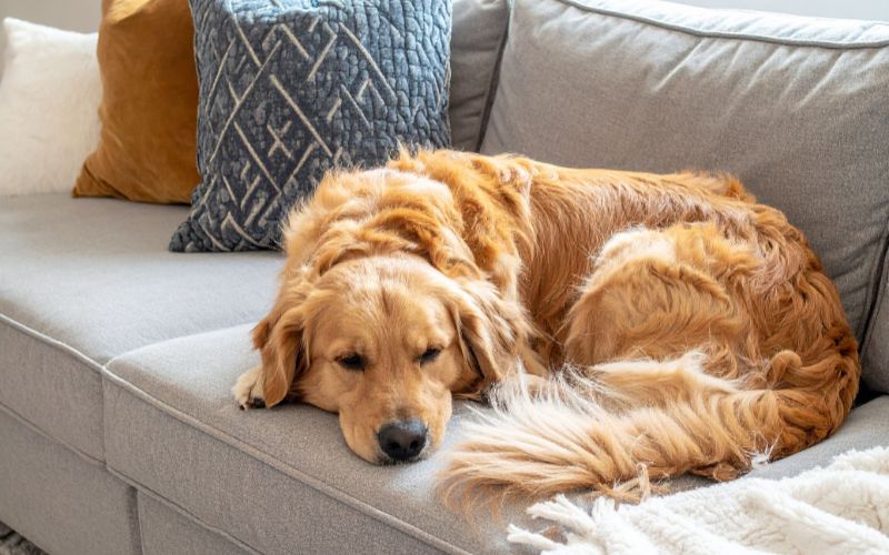 olor de perros en casa