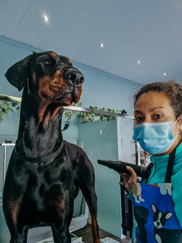 Negocio ¡ Oh Guau ! Peluquería & Spa Canino