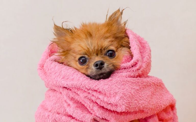 peluquería canina a domicilio