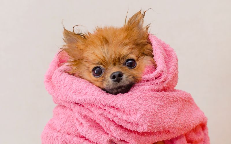 peluquería canina a domicilio