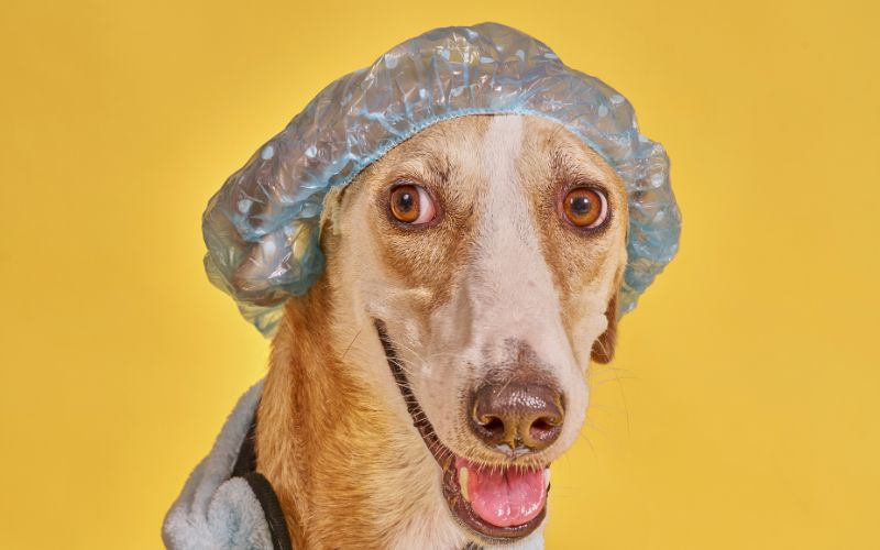 peluqueria canina movil