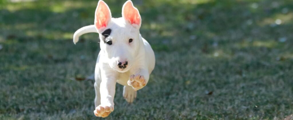 bull terrier mini