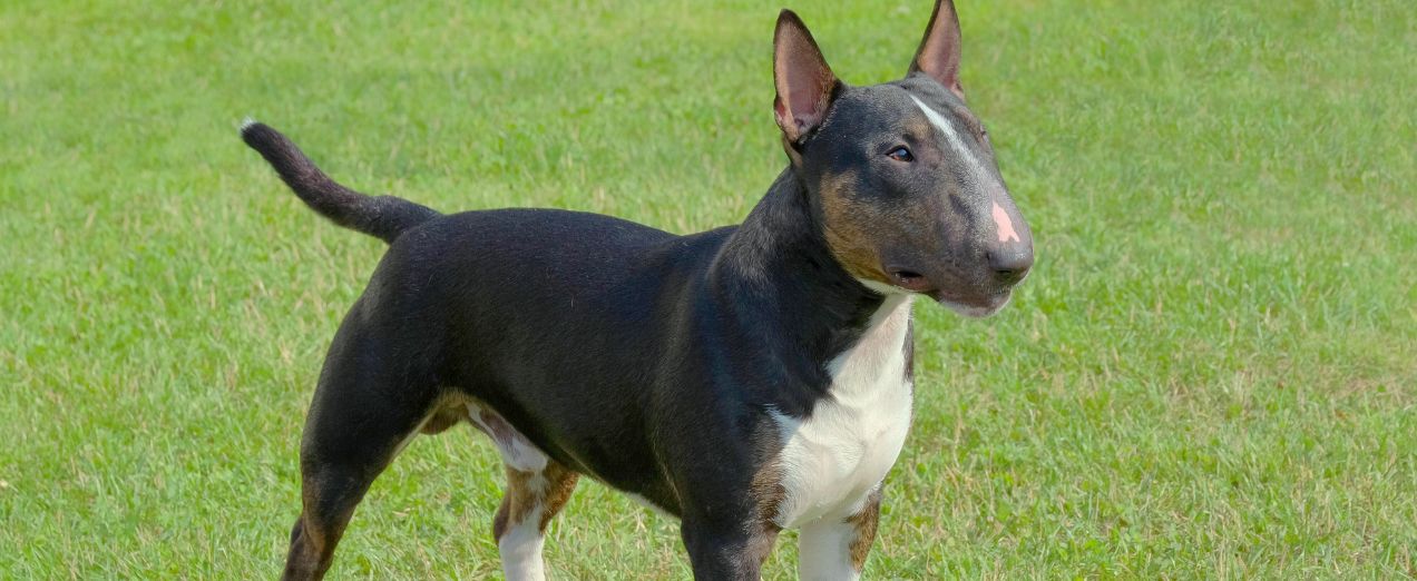 bull terrier miniatura