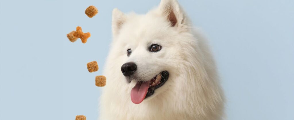 comida perro con picores